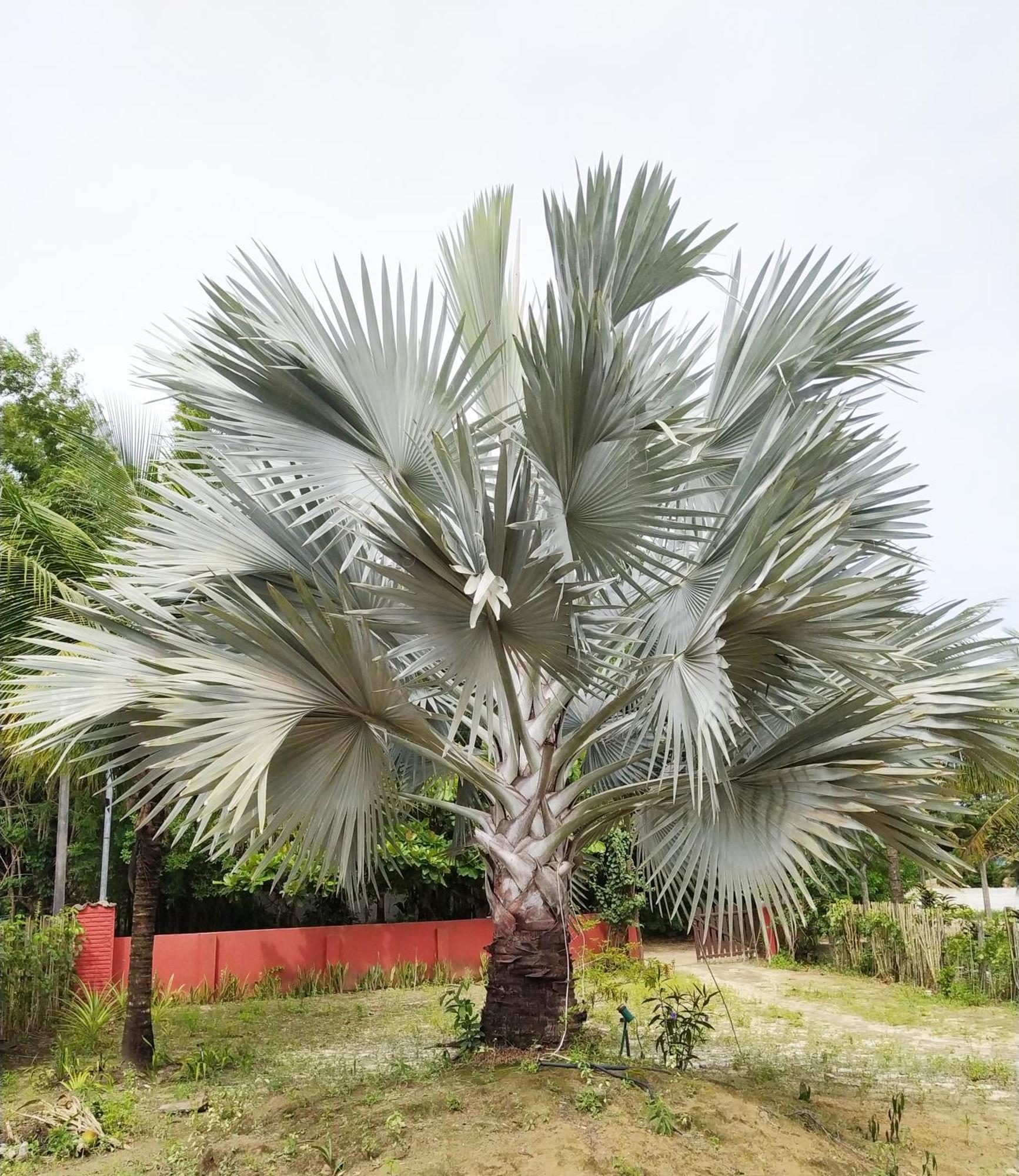 Casa Cumuruxatiba, Natureza E Charme Εξωτερικό φωτογραφία